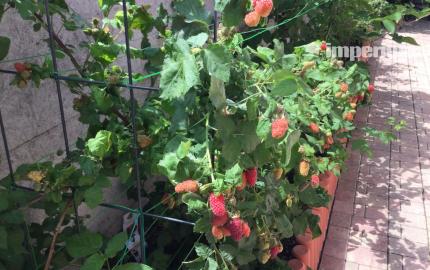 Na predaj 3 izbový rodinný dom v obci Holice pri R7, Dunajská Streda, Trnavský kraj