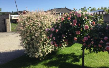 Na predaj 3 izbový rodinný dom v obci Holice pri R7, Dunajská Streda, Trnavský kraj