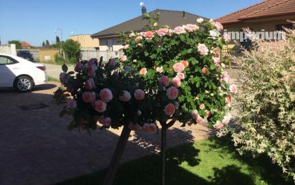 Na predaj 3 izbový rodinný dom v obci Holice pri R7, Dunajská Streda, Trnavský kraj