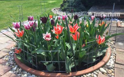 Na predaj 3 izbový rodinný dom v obci Holice pri R7, Dunajská Streda, Trnavský kraj