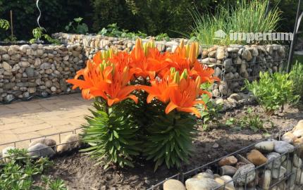 Na predaj 3 izbový rodinný dom v obci Holice pri R7, Dunajská Streda, Trnavský kraj