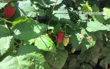 Na predaj 3 izbový rodinný dom v obci Holice pri R7, Dunajská Streda, Trnavský kraj