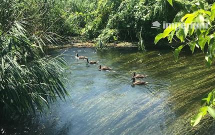 Predaj stavebné pozemky 769 m2 a 720 m2 v obci DUNASZIGET, Maďarsko - CENA : 61 eur / m2