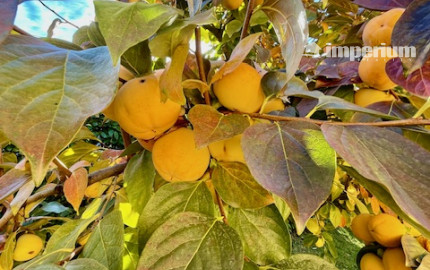 Na predaj 4 izb. bungalov v Kvetoslavove na 6,2 árovom pozemku.