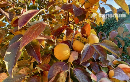 Na predaj 4 izb. bungalov v Kvetoslavove na 6,2 árovom pozemku.