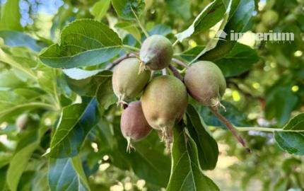 Šamorín - predaj rodinného domu s garážou na ul. Záhradnícka.