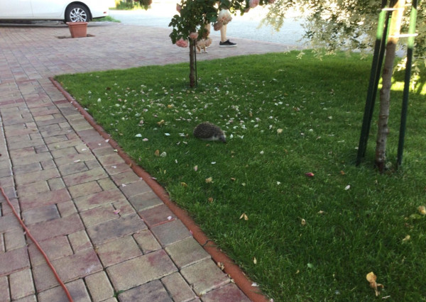 Na predaj 3 izbový rodinný dom v obci Holice pri R7, Dunajská Streda, Trnavský kraj