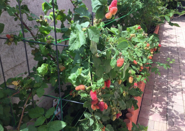 Na predaj 3 izbový rodinný dom v obci Holice pri R7, Dunajská Streda, Trnavský kraj