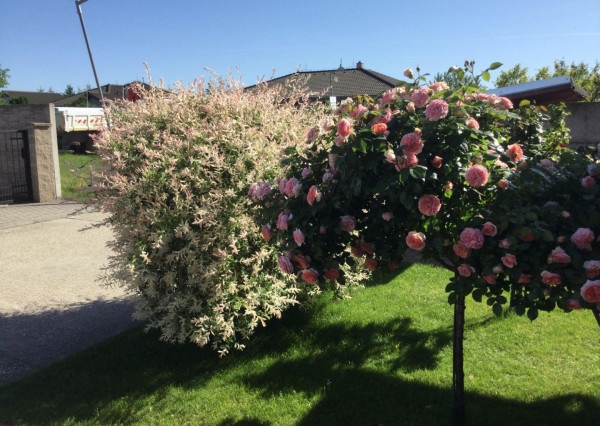 Na predaj 3 izbový rodinný dom v obci Holice pri R7, Dunajská Streda, Trnavský kraj