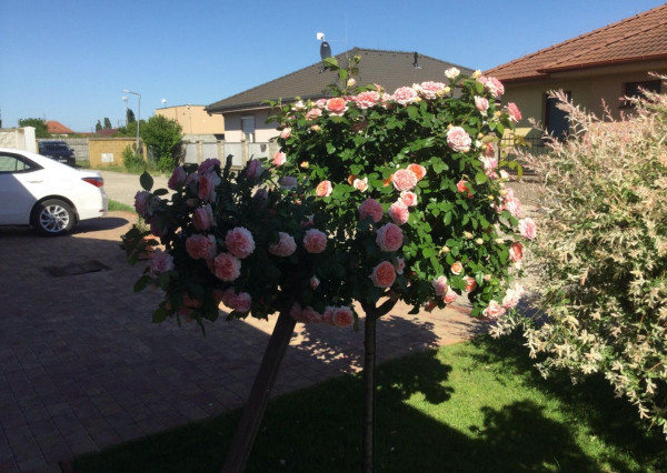 Na predaj 3 izbový rodinný dom v obci Holice pri R7, Dunajská Streda, Trnavský kraj