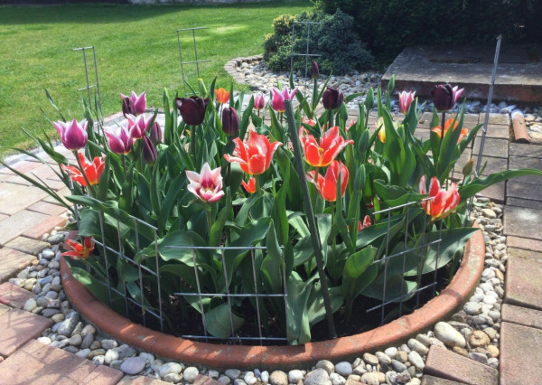 Na predaj 3 izbový rodinný dom v obci Holice pri R7, Dunajská Streda, Trnavský kraj