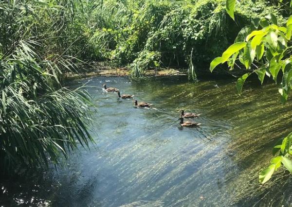 Predaj stavebné pozemky 769 m2 a 720 m2 v obci DUNASZIGET, Maďarsko - CENA : 61 eur / m2