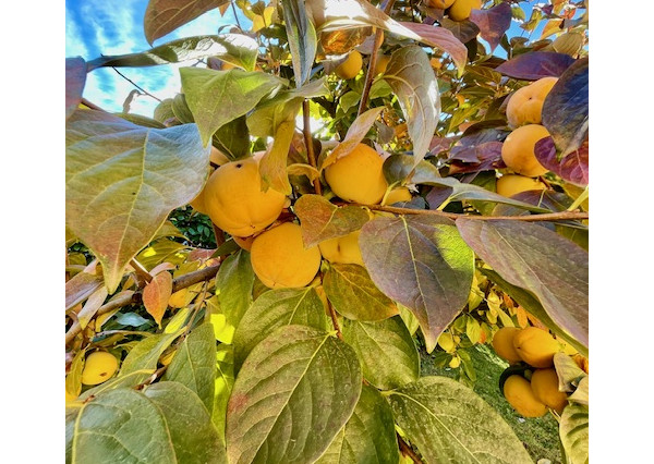 Na predaj 4 izb. bungalov v Kvetoslavove na 6,2 árovom pozemku.