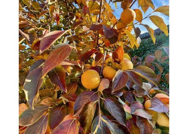 Na predaj 4 izb. bungalov v Kvetoslavove na 6,2 árovom pozemku.