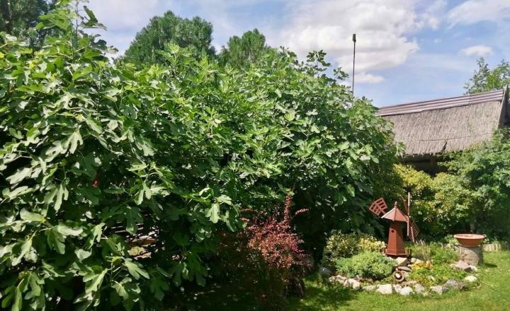 PREDAJ – pozemok s chatou blízku brehu Dunaja, Vojka nad Dunajom. - fotografia 1