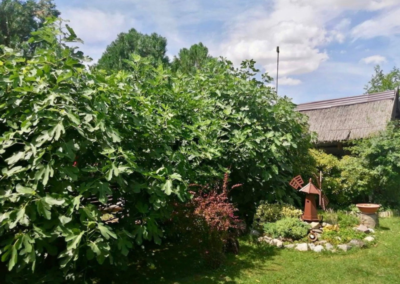 PREDAJ – pozemok s chatou blízku brehu Dunaja, Vojka nad Dunajom.