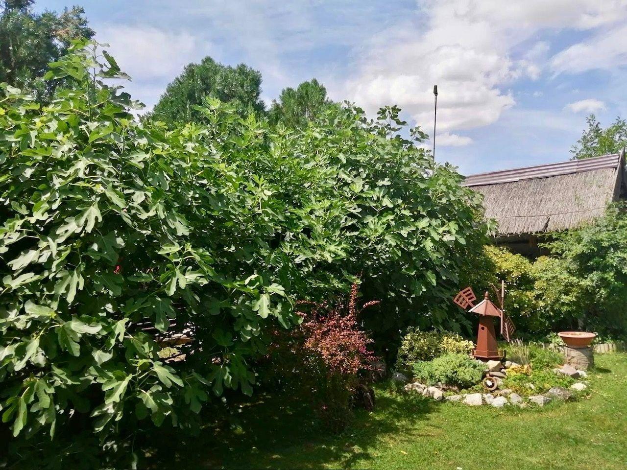 PREDAJ – pozemok s chatou blízku brehu Dunaja, Vojka nad Dunajom.